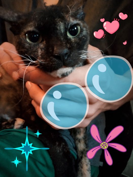 Kotka roczna poleca się