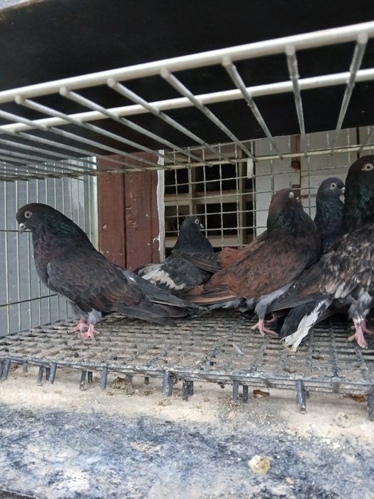 Gołębie kierowogradzkie