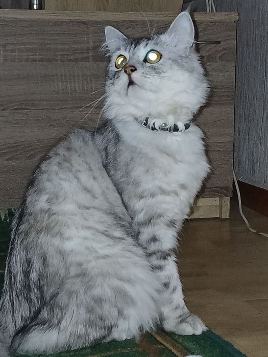 Шотландська висловуха