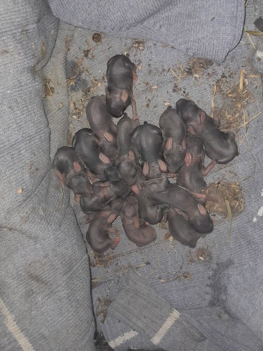 Продам,або обміняю кролів