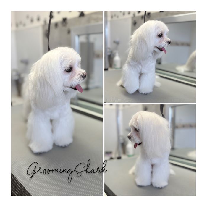 Psi fryzjer  GroomongShark