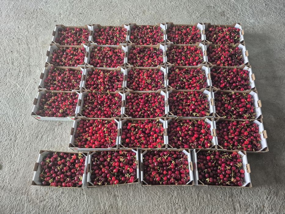Cereja produtor 5 euros kg negociavel para grandes quantidades