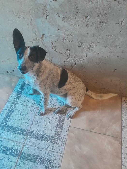 Віддаємо в добрі руки