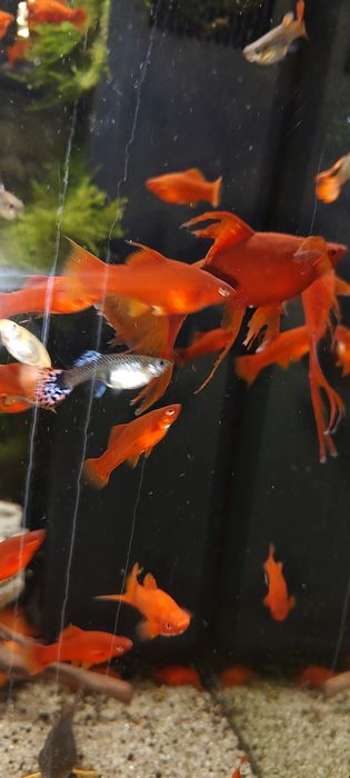 Mieczyki młode czerwone