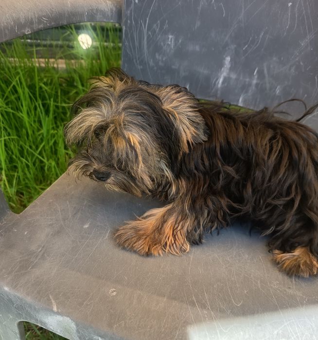 Linda cachorrinha Yorkshire Terrier , miniatura ,com 4 meses e meio ,1