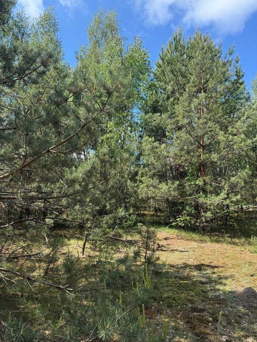 Земля серед лісу для прекрасного життя! 20хв до Києва! 4100$