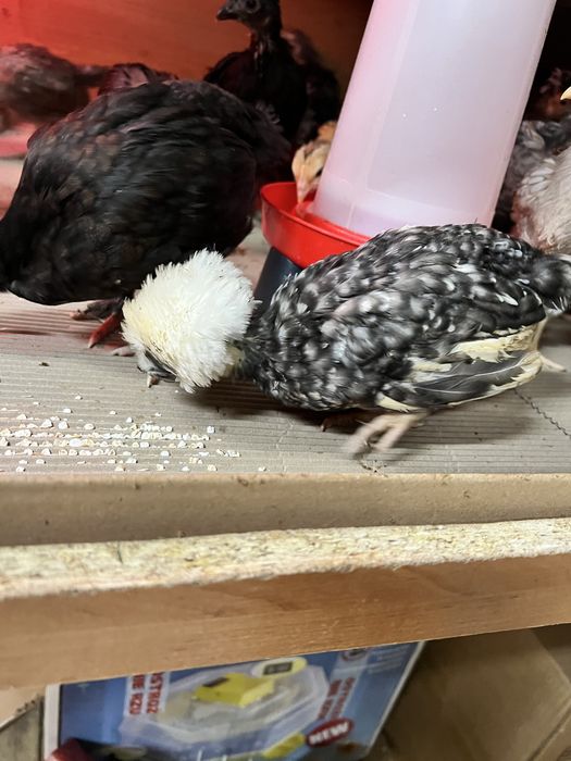 Bialoczuby holenderskie