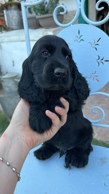 Англійський кокер-спаніель — дівчинка з елегантною поставою та спокійн