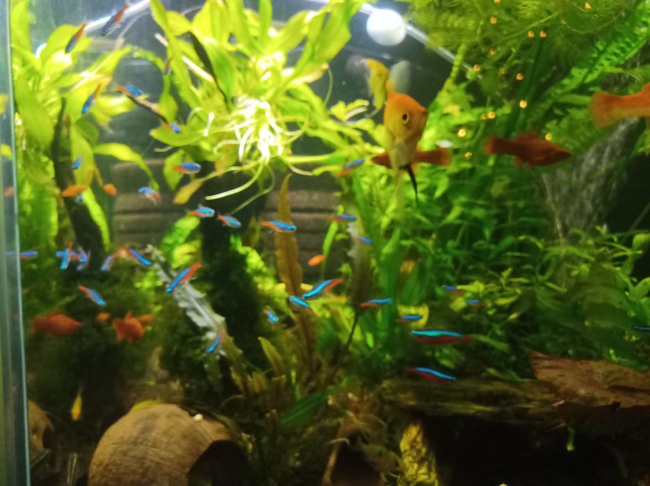 Neon innesa XL, czarny, czerwony, rodostomus, kardynałek itp