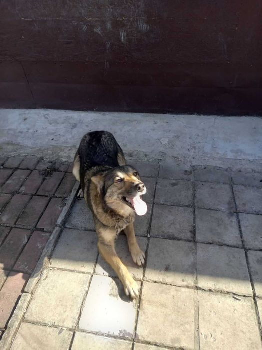 Молодая собака Соня около года стерилизована и привита