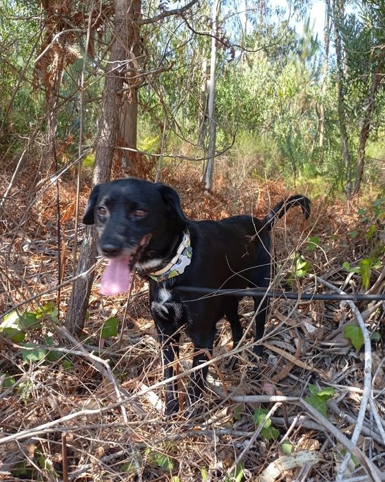 Kiko- cao de porte médio para adoção