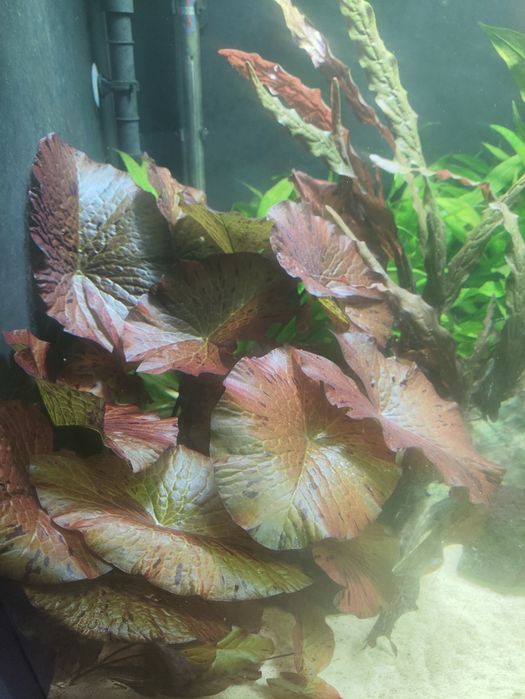 Czerwony Lotos Tygrysi