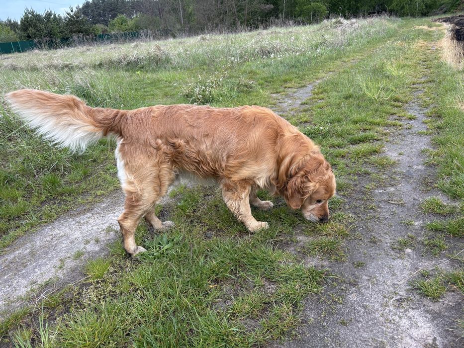 Золотистий Ретривер для вязки