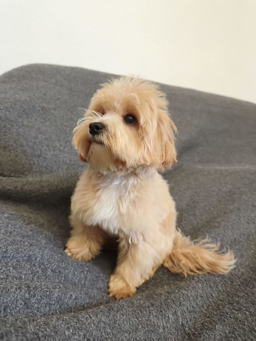 Мальтіпу Міні дівчінка 6місяців вага 2 кг