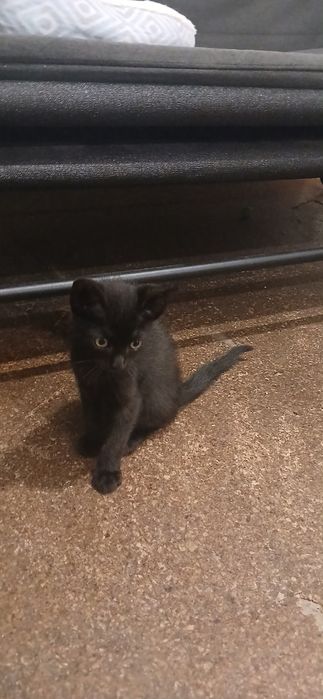 2 Gatinhos Machos Bebés para Adoção (Nascidos a 10/05/2026)