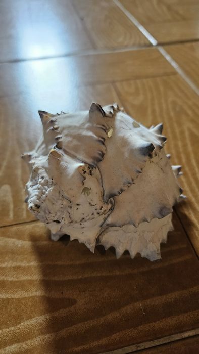 Decoração Buzio para Aquario