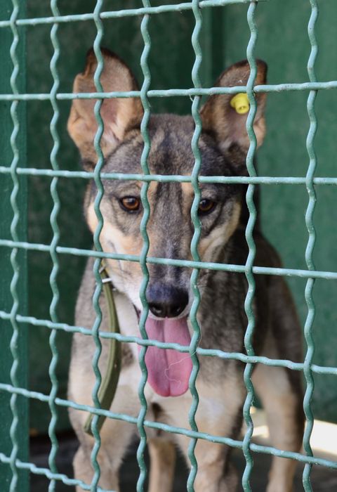 Сима ждёт хозяина