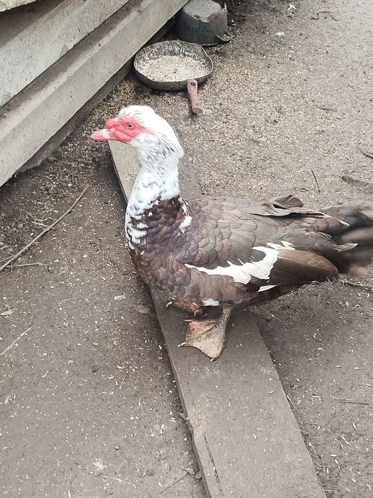 Kaczki francuskie czekoladowe