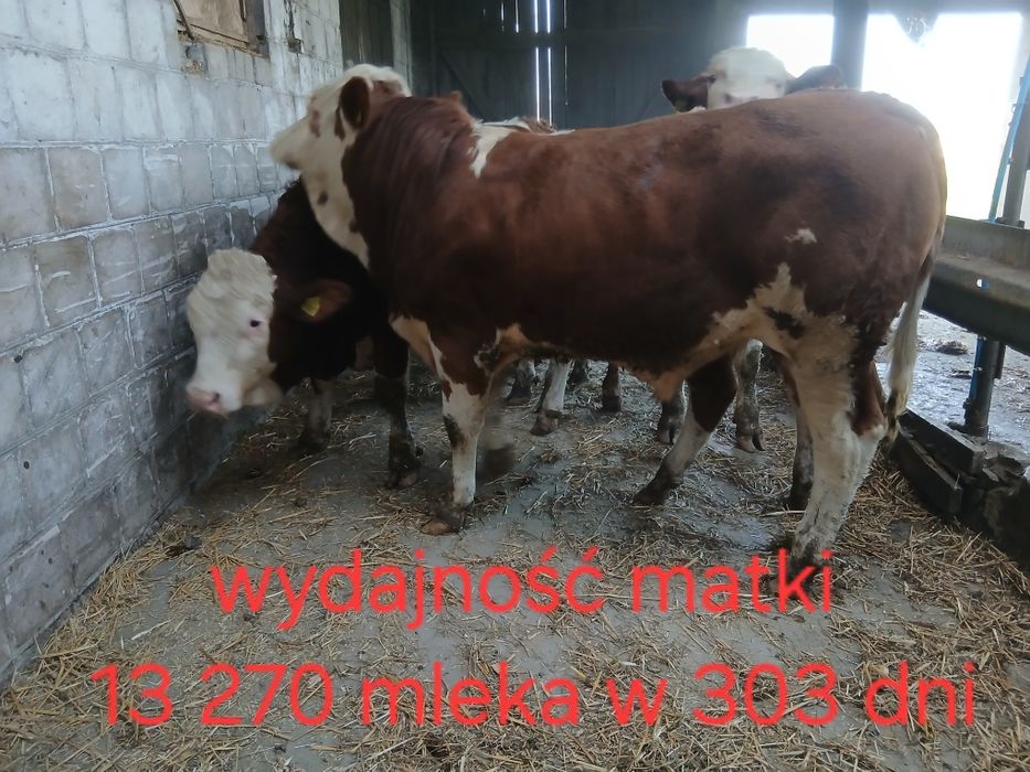 Byczki (cielęta na opas) simental i do rozpłodu 13 270 wydajność matki