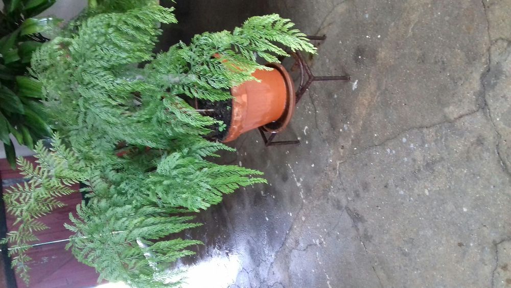 Varios vasos com plantas.