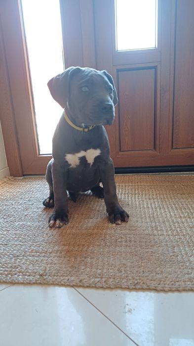 Cane Corso suczka mocna budowa