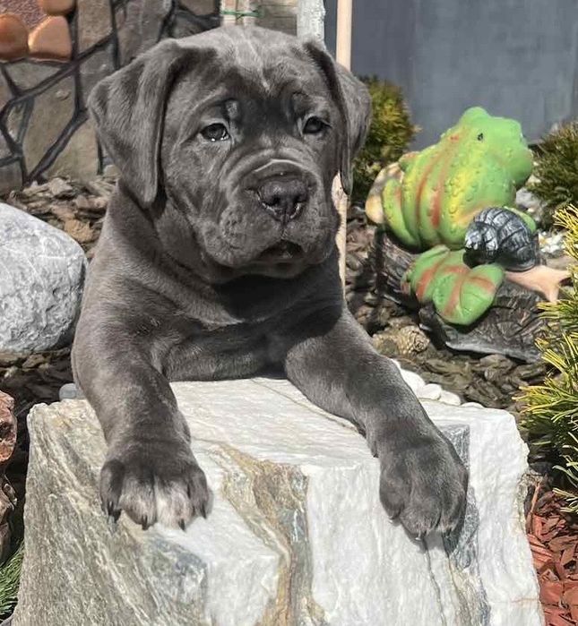 Cane corso Italiano-сірого забарвлення