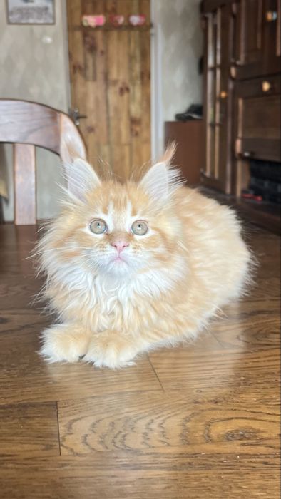 Мейн-кун дівчинка Афродіта рідкісним червоним забарвленням