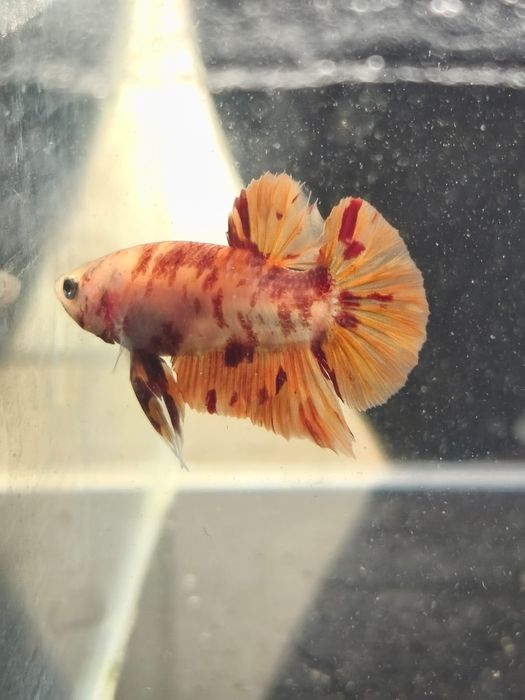 Bojownik // Bojownik