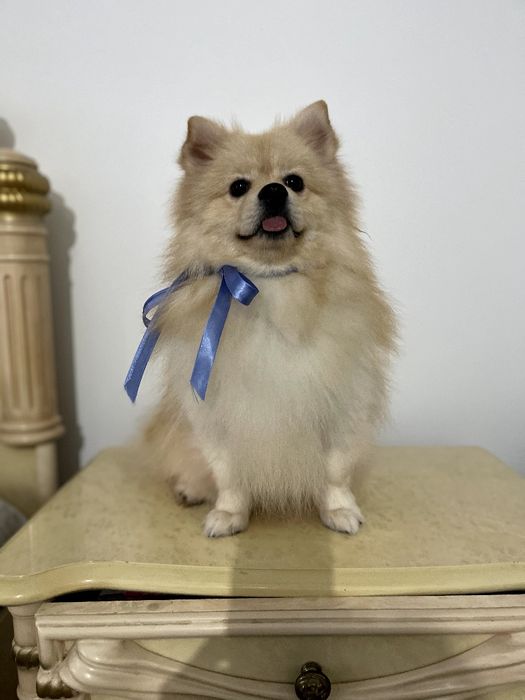 Померанські шпіци — Маленькі моделі для обіймів