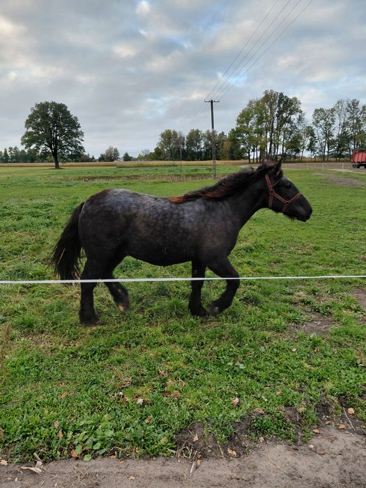 Sprzedam ogierka