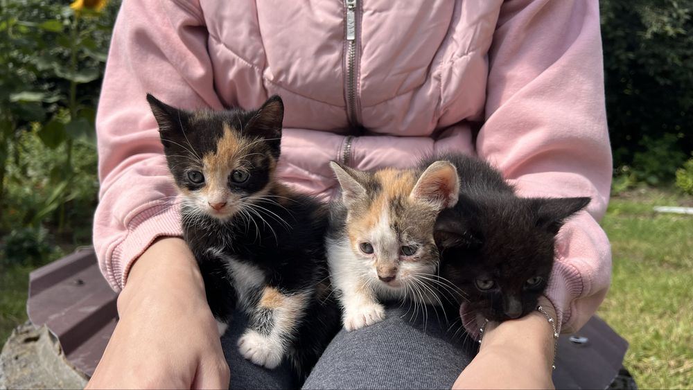 Котики безкоштовно