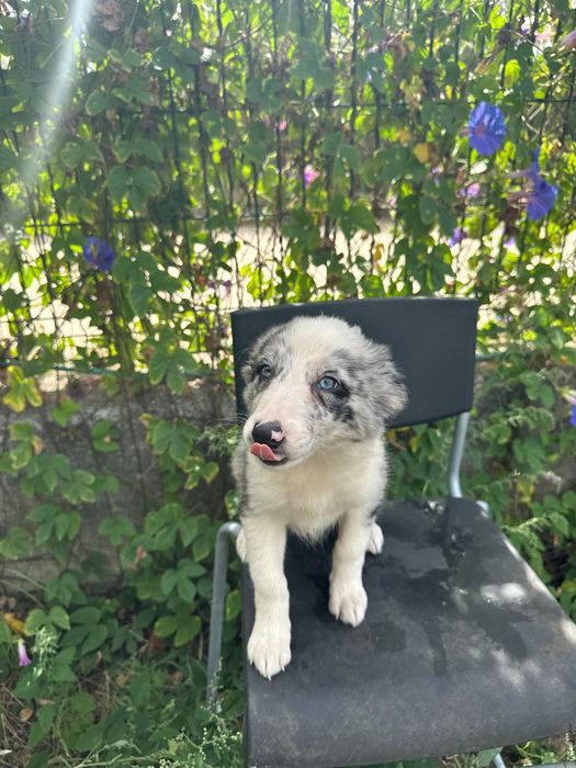 Menina Border Collie Merle Linda