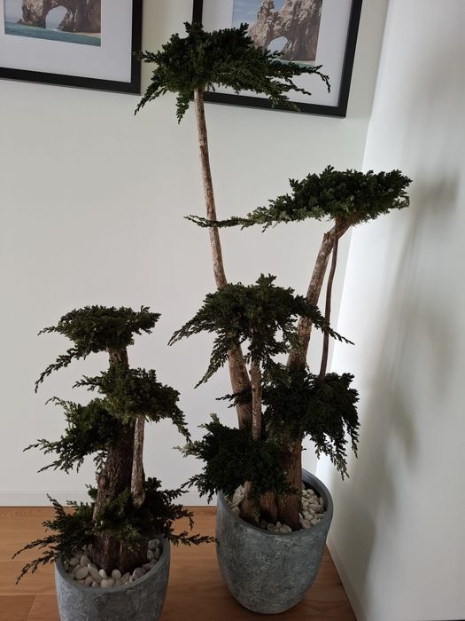 2 Bonsais naturais preservados