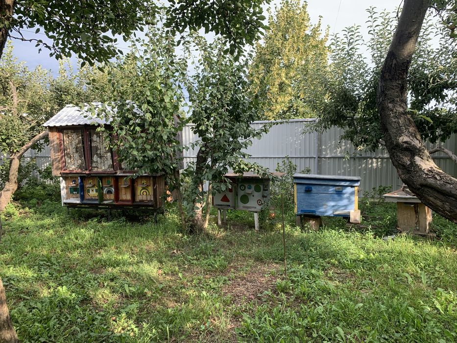 House in Ozerna, Bilotserkivskyy rayon - More