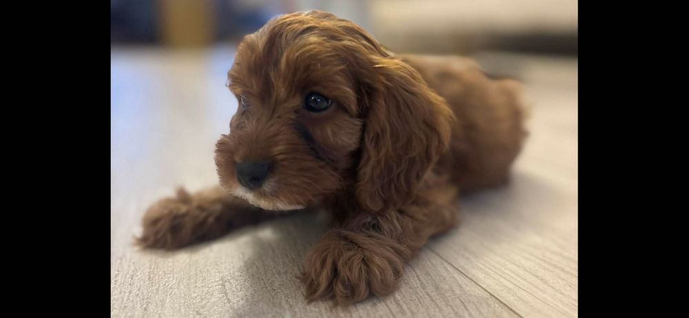 Cavapoo - szczeniak , czerwony