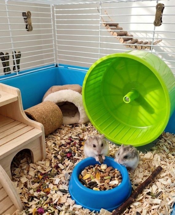 Ratinhos pequenos
