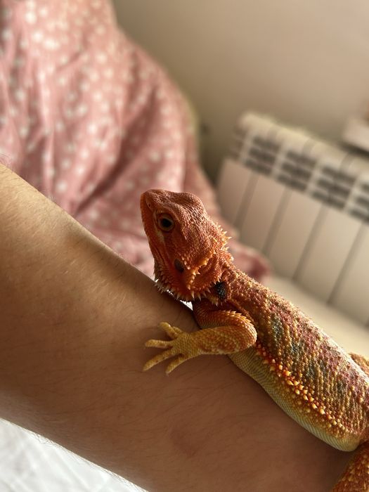 Agama brodata red