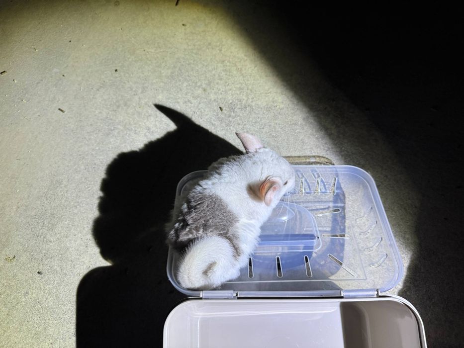 Szynszyl mozaika eksteremalna biały 5 miesięcy młody