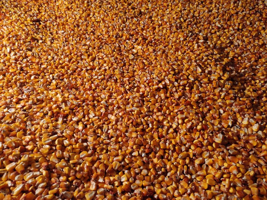 Кукурузу продамо