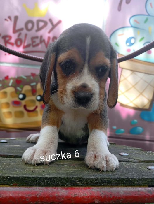 Piękna suczka Beagle