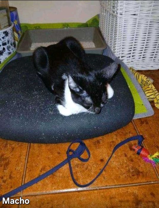 Gatos para adoção