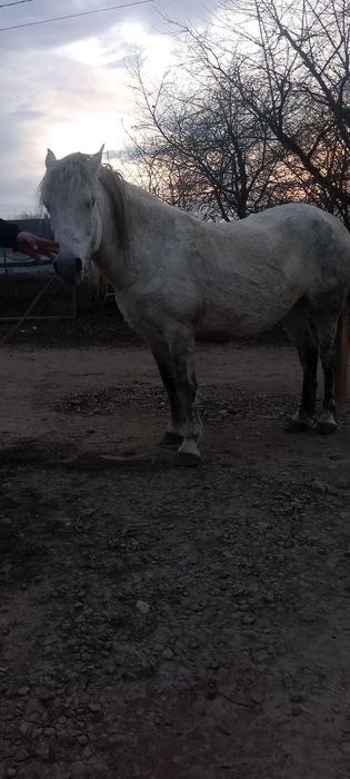 Продається кобила!