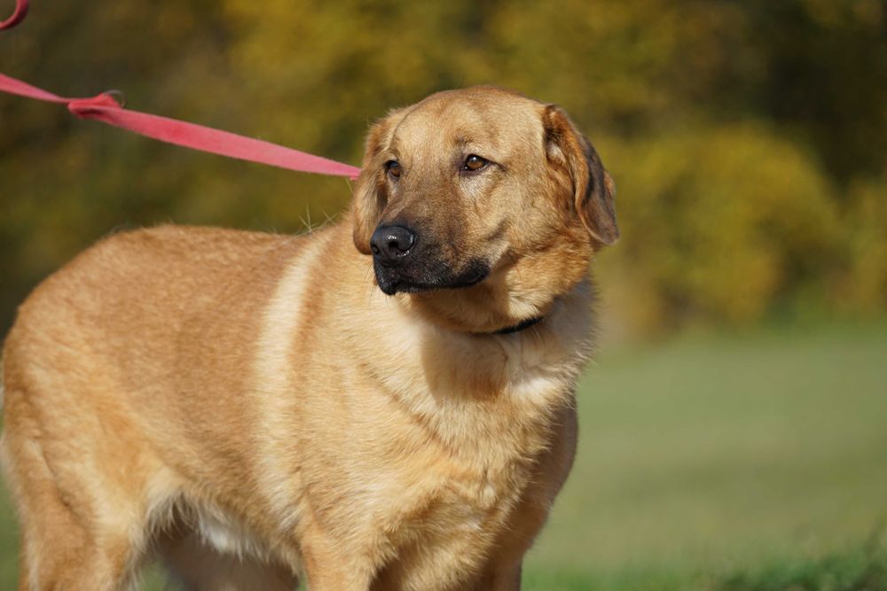 Sajon - piękny, duży pies - pomagamy w transporcie