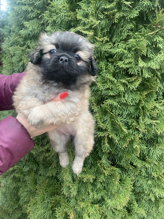 Продам цуценят Пекінесиків