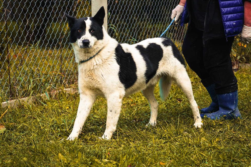 Szon - śliczny czarno-biały pies