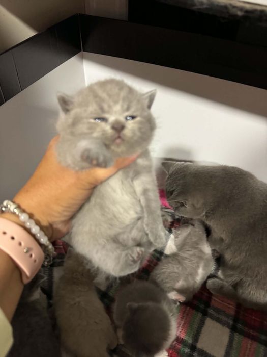 British Shorthair