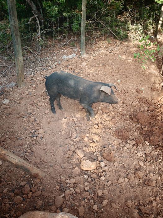 Mudança de pasto