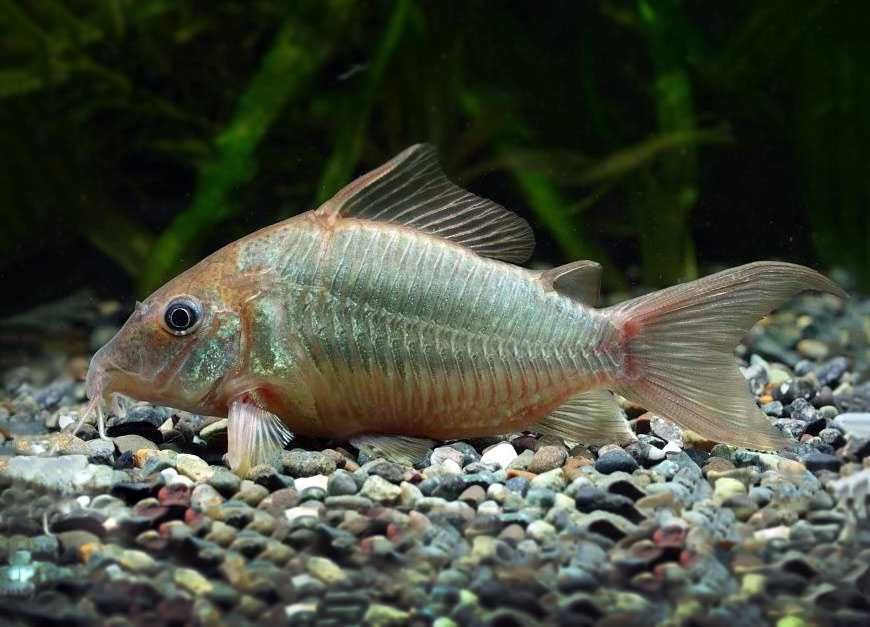 MISIEKZOO Kiryski - Kirys Szmaragdowy