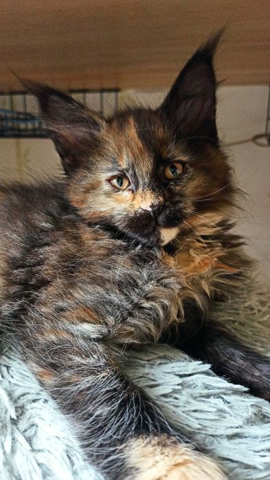 Kotka Maine Coon czarna szylkretowa / FPL REZERWACJA