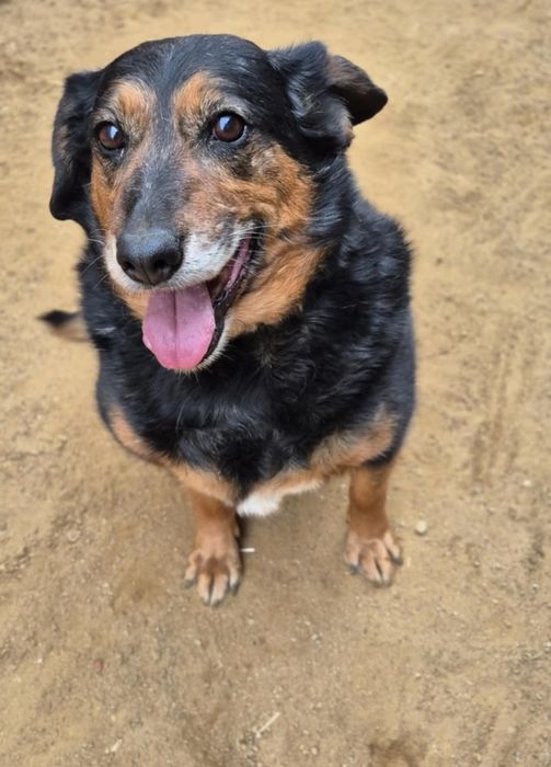 Szukamy domu dla cudownej suczki!